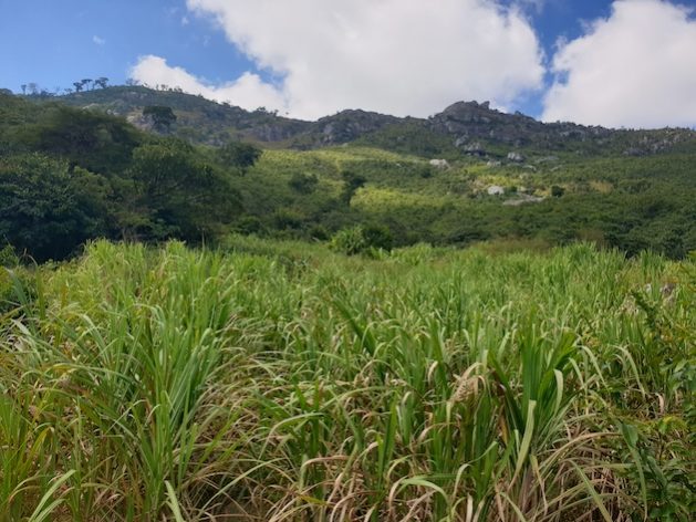 This sugarcane plantation in front of a government forest reserve is largely under community stewardship in Chiradzulu District. People from the village below take turns patrolling the area and raising awareness about the importance of not cutting down trees, as the forest serves as a vital source of water for their sugarcane and vegetable fields, as well as for domestic use. Credit: Charles Mpaka/IPS