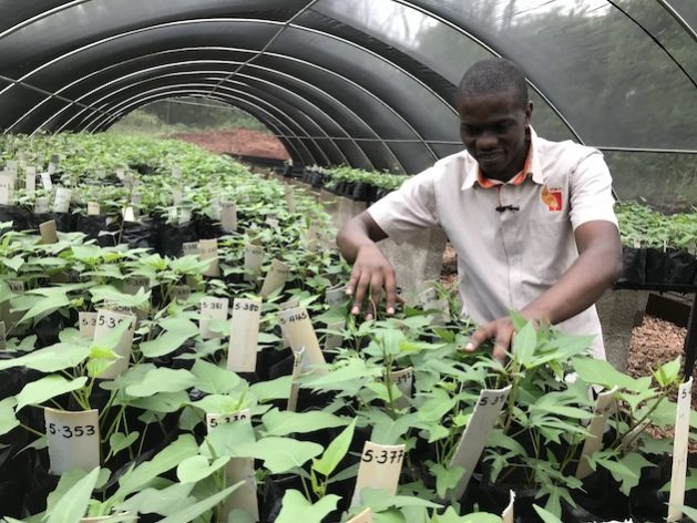 Sweetpotato crossing block, Uganda. Reuben Ssali, a plant breeder Associate with the International Potato Center. Credit: CGIAR