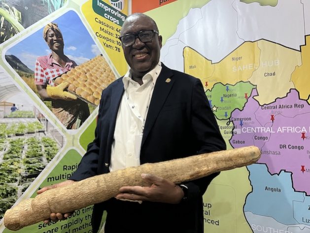 King of the crops, Simeon Ehui, IITA Director General, holding a cassava tuber, a key crop developed by the IITA. Credit: Busani Bafana/IPS