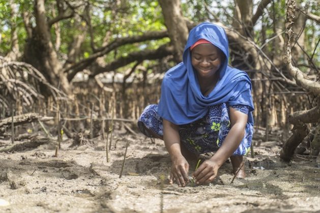 Amina Langa planting mangrove seedling on the Indian Ocean's coast. Credit: WWF