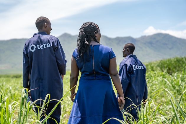 Tera workers inspect plots where biochar-blended fertilizer is applied to boost soil health and trap carbon. Kisumu, Kenya, June 2025. Credit: Chemtai Kirui/IPS