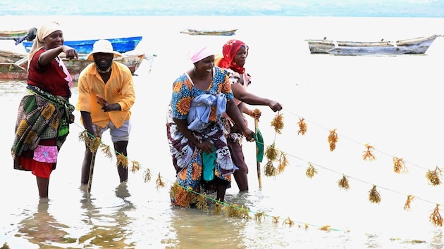Saada Juma (L) works with fellow seaweed farmers at Jambiani coast in Zanzibar. Credit: Kizito Makoye/IPS