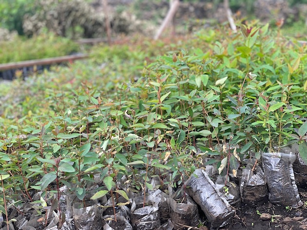 A nongovernmental organization is trying to reforest areas once deforested due to displacement in the DRC. Credit: Prosper Heri Ngorora/IPS