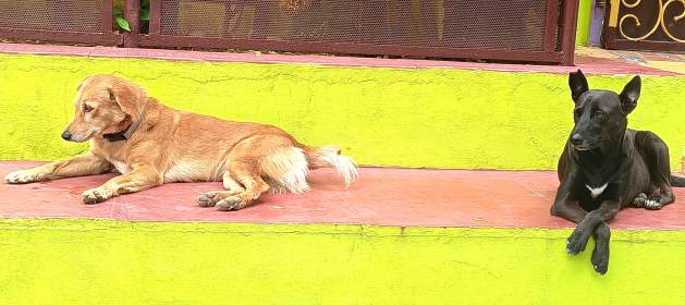 India is grappling with a pressing issue-a stray dog population that exceeds 62 million, leading to a severe public health toll. Credit: Hari Krishna Nibanupudi - India debates street dogs’ fate as the Supreme Court weighs public health, compassion, and humane control amid rising rabies cases and public outrage