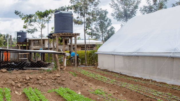 A resident of Bahi, Dodoma, in Tanzania adopts drip irrigation to grow vegetables as part of a climate change adaptation scheme. Credit: Zuberi Mussa