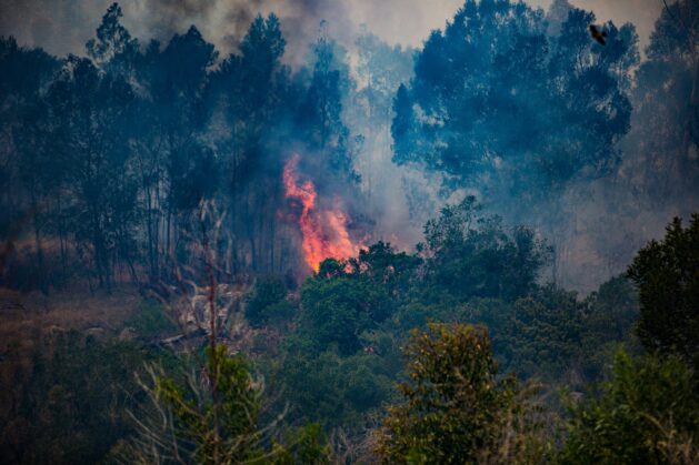 Global forests remain in crisis, a new report says. Credit: Dirk Erasmus/Unsplash