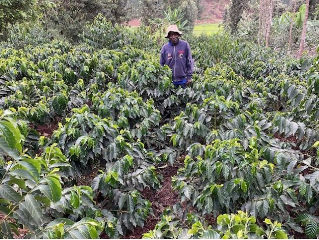 A coffee farmer inspects his integrated farm in Kiambu County, Kenya. Credit: Jackson Okata/IPS
