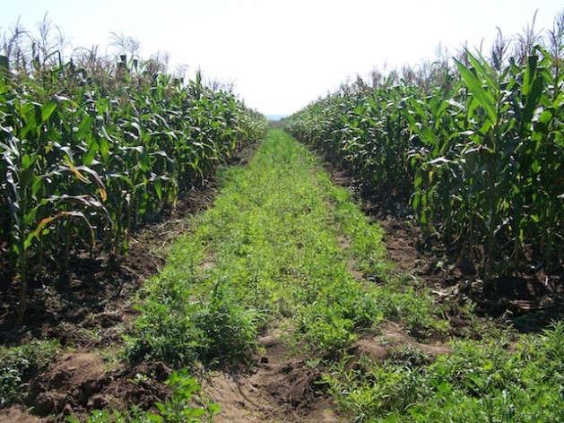 With the upcoming African Union Summit around the corner, it is time to reflect on whether the continent's food systems are finally on a path to lasting transformation