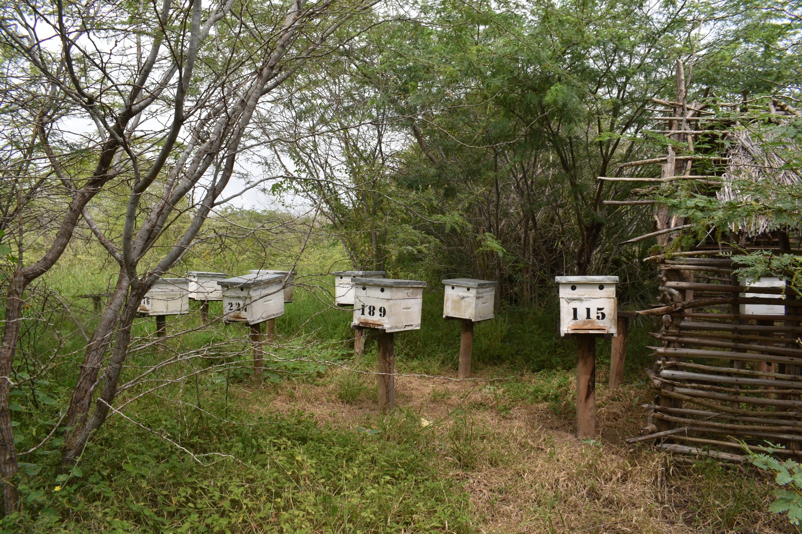 Numbered beehives in a conservation area of Kenya’s Tana Delta. Credit: Chemtai Kirui/IPS