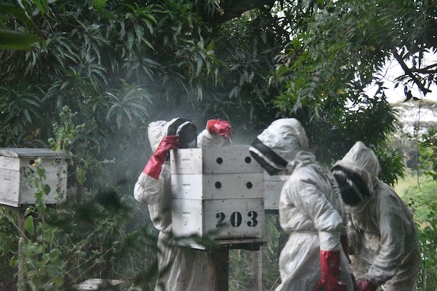 Beekeepers harvest honey from an ABL hive in the Tana Delta, Kenya. Credit: Chemtai Kirui/IPS