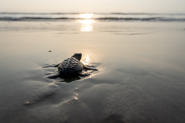 Sea turtle goes toward the sea. Local conservationists are making a difference to the future of these ancient aquatic animals. Credit: UNDP Bangladesh