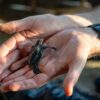 A sea turtle is released from the hatchery in Cox’s Bazar, Bangladesh to begin its hazardous journey to the sea. Credit: UNDP Bangladesh