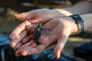 A sea turtle is released from the hatchery in Cox’s Bazar, Bangladesh to begin...<a href=