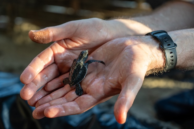 A sea turtle is released from the hatchery in Cox’s Bazar, Bangladesh to begin its hazardous journey to the sea. Credit: UNDP Bangladesh