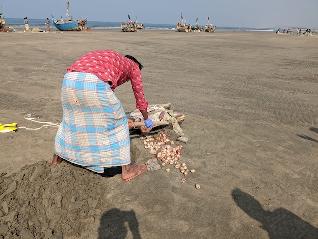 Many sea turtles don't survive the hazardous journey to the nesting grounds at Cox's Bazar Beach, Bangladesh. Credit: Bangladesh Forest Department