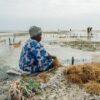 The GEF actively supports climate resilience and sustainable livelihoods in Zanzibar, with a specific focus on the seaweed farming sector, which is crucial for over 20,000 farmers—mostly women—in the region. Here a woman identified as Jazaa is pictured working as a seaweed farmer. She carefully attaches little seaweed seedlings to the rope that she will harvest after two months. Credit: Natalija Gormalova/Climate Visuals Countdown