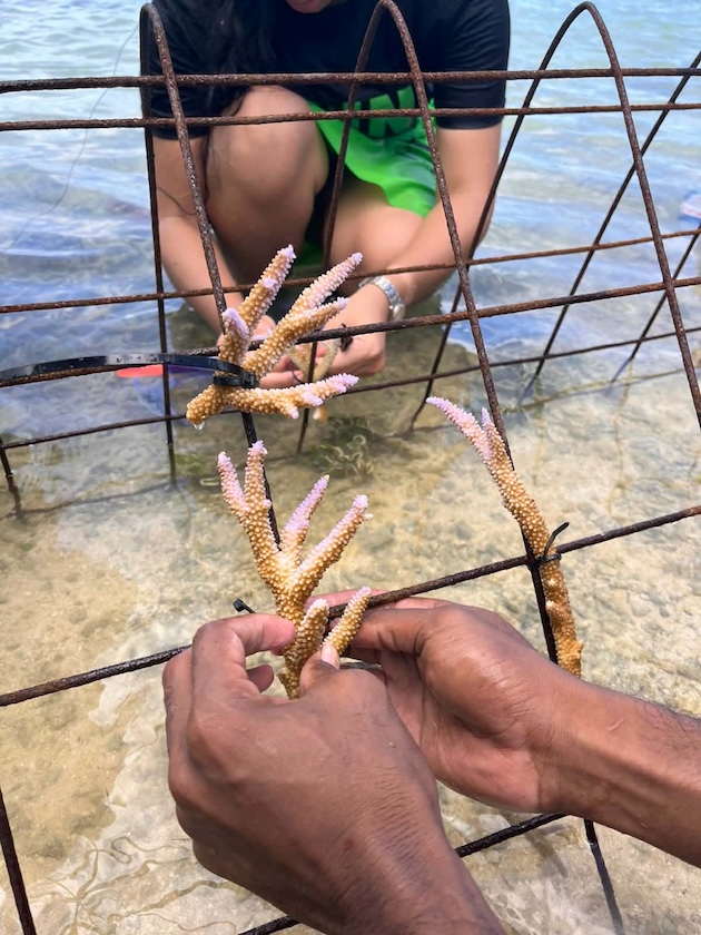 Coral restoration is helping rebuild reef ecosystems that protect Pacific coastlines, support fisheries and sustain community livelihoods. Credit: Ludovic Branlant/SPC