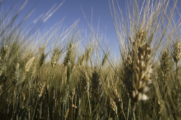 Global food price crisis may be closer than it appears, as stable grocery costs mask rising fertilizer, energy, and supply chain pressures that could trigger significant food price increases by 2027