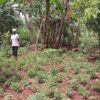 Alice Onyango walks through the trees on her farm. She has been an active participant of My Farm Trees, a farmer- and community-led tree-based project aimed at the restoration of degraded landscapes. Credit: Wilson Odhiambo/IPS
