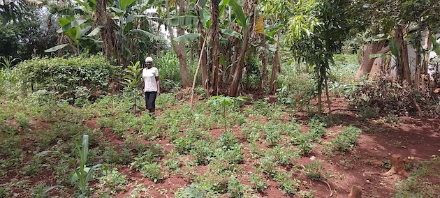 Alice Onyango walks through the trees on her farm. She has been an active participant of My Farm Trees, a farmer- and community-led tree-based project aimed at the restoration of degraded landscapes. Credit: Wilson Odhiambo/IPS