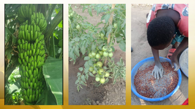 Some examples of pesticide-free farming include bananas grown using manure and tomatoes grown using neem water to deter pests and a woman farmer is shown mixing ash with her pigeon peas for storage to protect them from weevils. Credit: Albert Khumalo