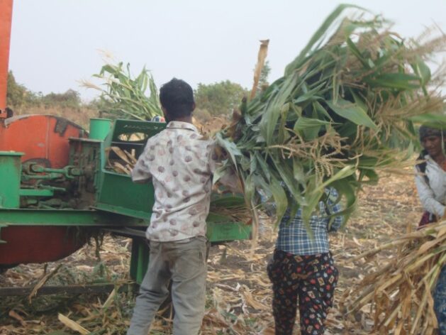 Chaff being loaded for cutting in a machine for fodder. Credit: Supplied