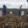 Malawian Farmers harvest sweet potatoes in fields where no chemicals have been used. Credit: Albert Khumalo