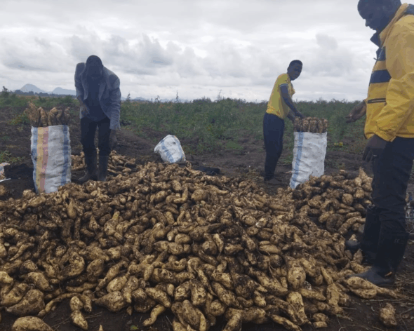Malawian Farmers harvest sweet potatoes in fields where no chemicals have been used. Credit: Albert Khumalo