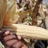 Global food production is threatened by the current disruptions of fuel and fertiliser supplies as a result of the Middle East war. Credit: Busani Bafana/IPS