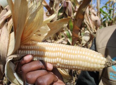 Want to Feed the World? Invest in Food Systems
