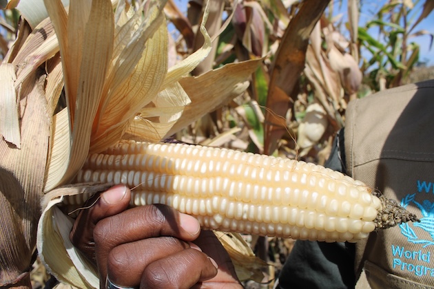 Global food production is threatened by the current disruptions of fuel and fertiliser supplies as a result of the Middle East war. Credit: Busani Bafana/IPS
