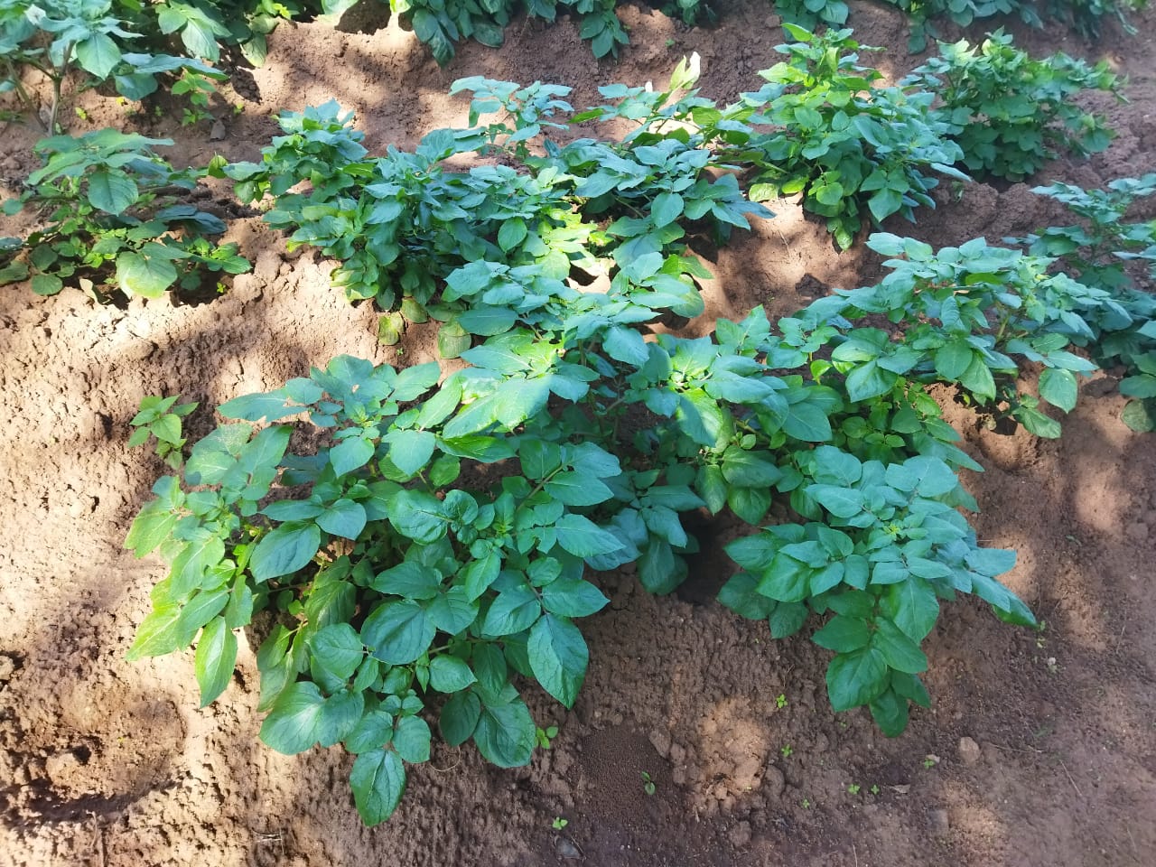 A field of irish potatoes grown without using chemicals. Credit: Albert Khumalo