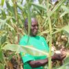 Melody Kamudyariwa, a smallholder farmer holding a maize plant in a trial field in Madziva. Credit: Farai Shawn Matiashe/IPS