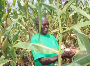 Field-Based Research Is a Lifeline for Zimbabwe’s Food Security