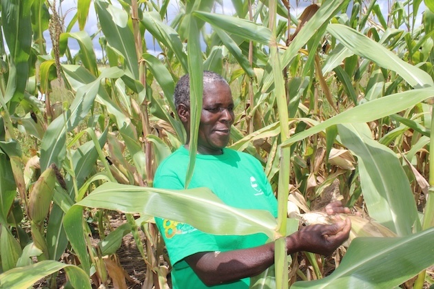 Melody Kamudyariwa, a smallholder farmer holding a maize plant in a trial field in Madziva. Credit: Farai Shawn Matiashe/IPS