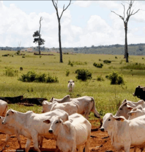 Report say illegal logging, hidden ownership structures, and weak transparency laws are depriving governments of badly needed climate and biodiversity financing. Credit: Financial Transparency Coalition