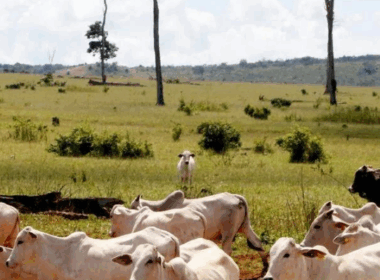 Billions Lost as Secret Financial Networks Fuel Forest Destruction in Brazil and Cameroon
