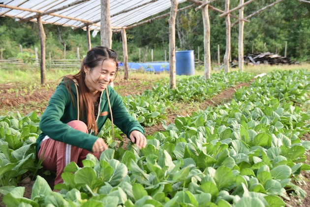 In Laos, a $4.2 million GEF-funded FARM project is led by the UNDP and the Ministry of Agriculture and Forestry. Credit: Lao farmer network