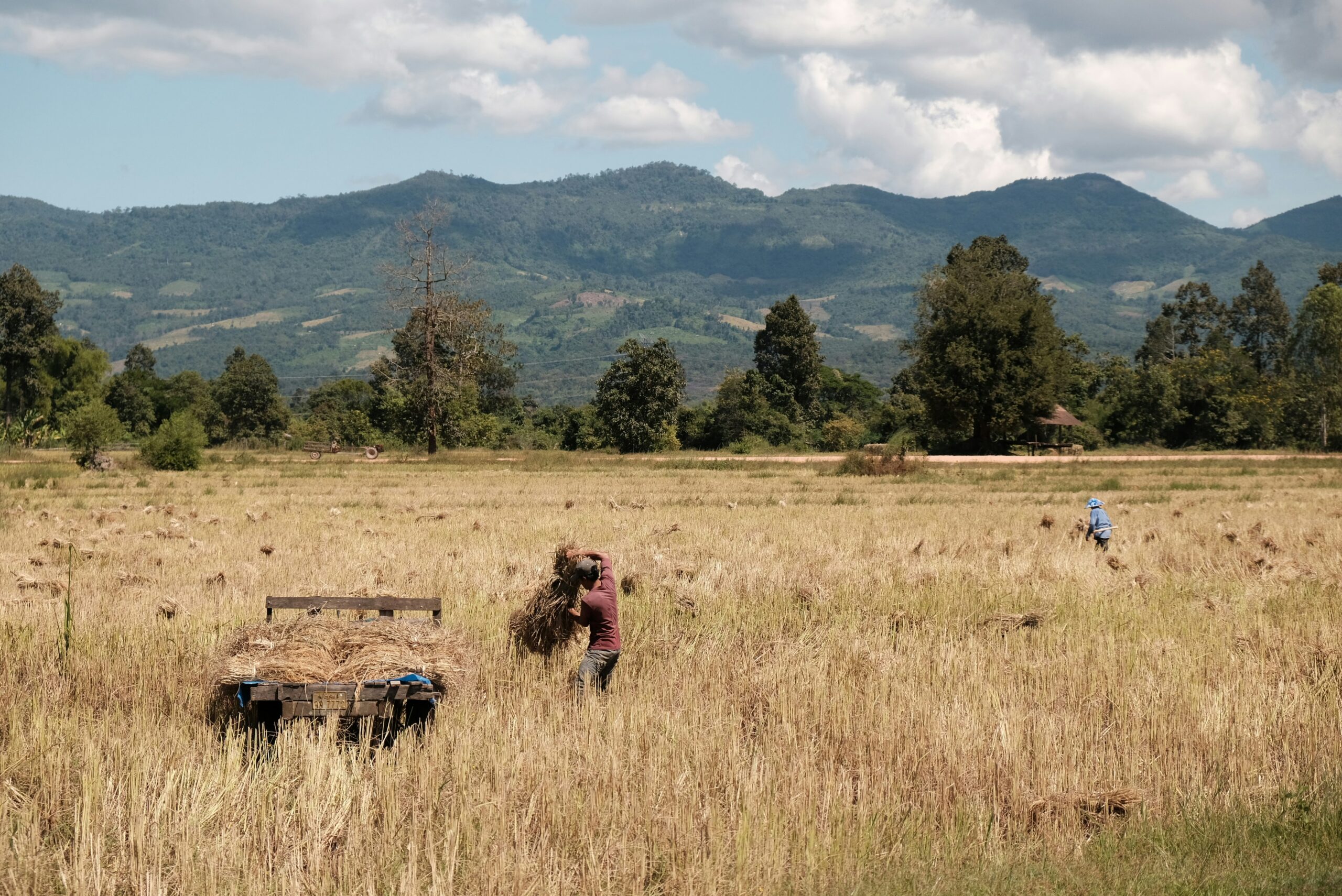 Smallholder farmers have responded to the pesticide management training and promotion of alternatives to chemical pesticides. Credit: Marco J Haenssgen/Unsplash