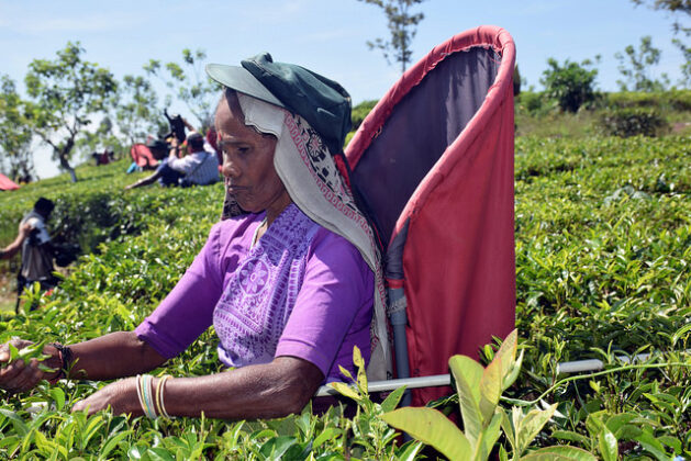 Tea farmers are at the heart of the global tea industry, yet many face rising climate risks, falling incomes and limited market access. Discover why supporting smallholder tea farmers is essential for a sustainable tea future