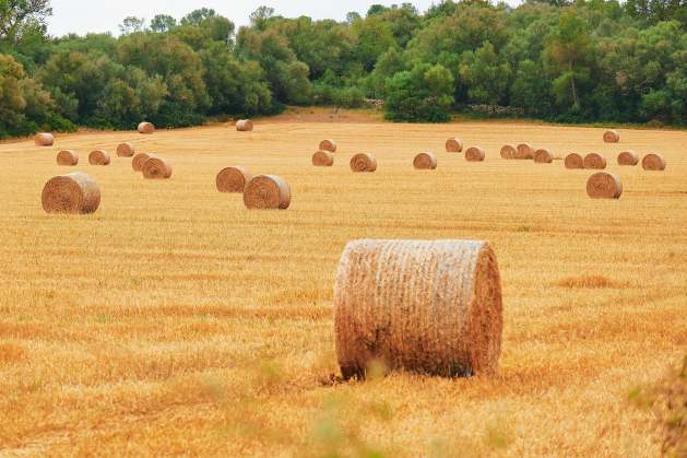 ipsnews.net - Maurizio Martina - Keep Inputs Moving to Keep Food Affordable