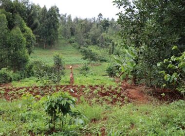 Universities Join Hands to  Enhance Agroforestry Research for Mitigating Climate Change