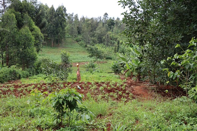 andscape with crops and trees in Gatundu South in Kiambu County. Credit: Wilson Odhiambo/IPS