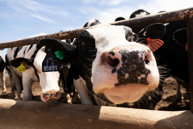 The Forgotten Triumph of Rinderpest Eradication, and the Cost of Ignoring Its Lesson