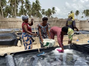 Cécile Koffi and her colleagues collect salt from concrete pans on the beach in rural Benin....<a href=