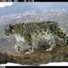 A rare glimpse of a snow leopard prowling through the high-altitude wilderness of Kangchendzonga National Park, captured by a trail camera. Credit: WWF/Sikkim