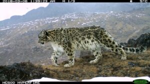 A rare glimpse of a snow leopard prowling through the high-altitude...<a href=