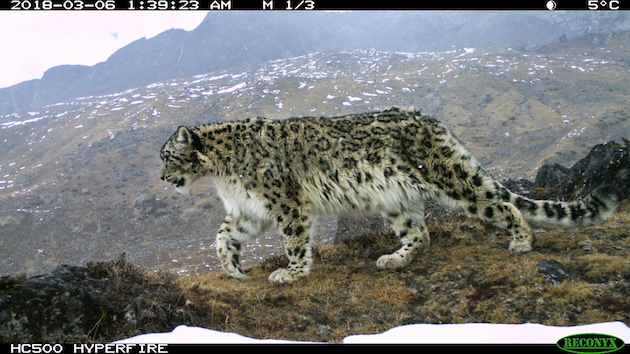 A rare glimpse of a snow leopard prowling through the high-altitude wilderness of Kangchendzonga National Park, captured by a trail camera. Credit: WWF/Sikkim
