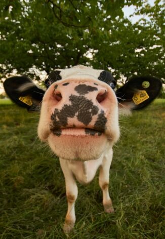 Exactly 15 years ago today rinderpest, or “cattle plague", was declared eradicated. Credit: Wolfgang Hasselmann/Unsplash