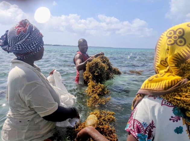 Women seaweed farmers in Zanzibar's Jambiani village receive guidance while tending seaweed farms in the shallow lagoon, where warming seas have also left nearby coral reefs increasingly bleached. Scientists say human-caused climate change, rather than natural climate cycles, has driven every global mass coral bleaching event on record. Credit: Muhidin Michuzi